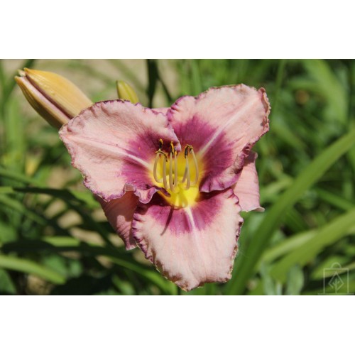 Liliowiec ‘Edge Ahead’