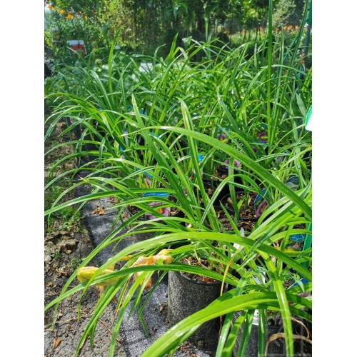 Liliowiec ‘Edge Ahead’