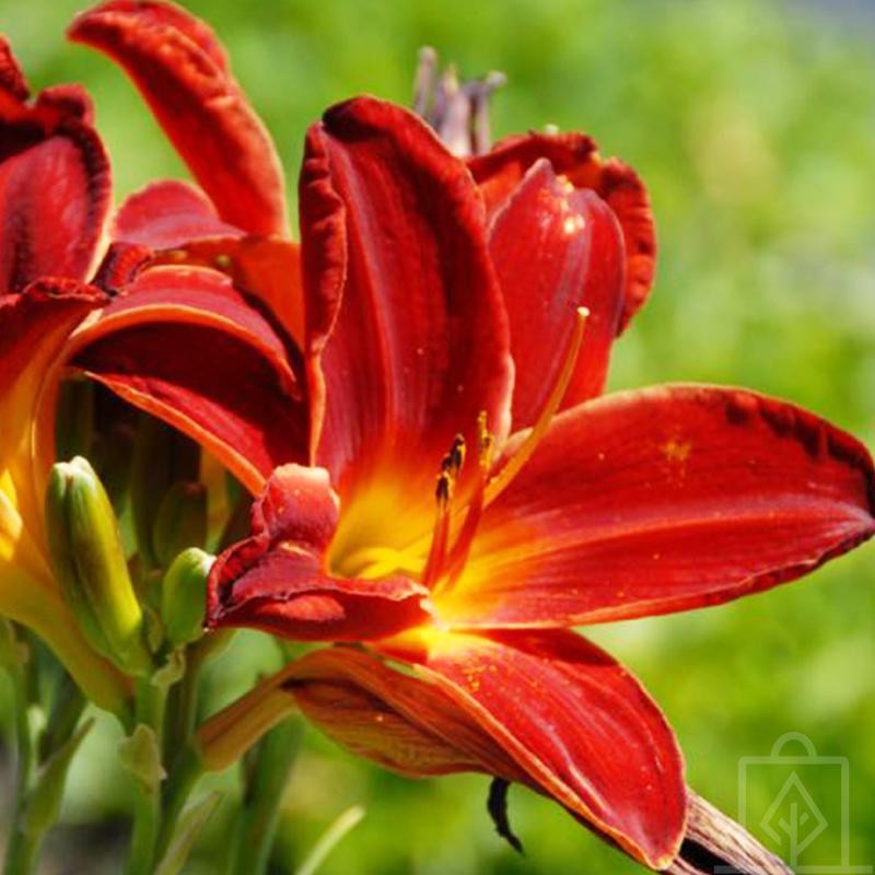 Liliowiec ‘Marocco Red’