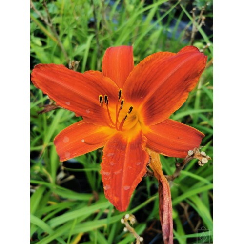Liliowiec ‘Marocco Red’