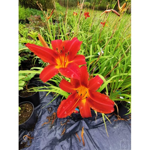 Liliowiec ‘Marocco Red’