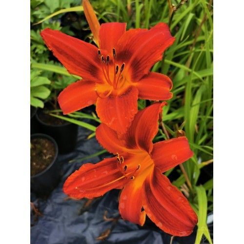 Liliowiec ‘Marocco Red’