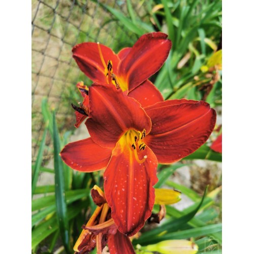 Liliowiec ‘Marocco Red’
