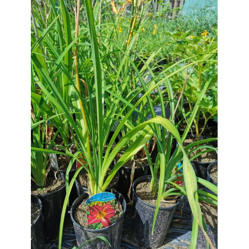 Liliowiec ‘Marocco Red’