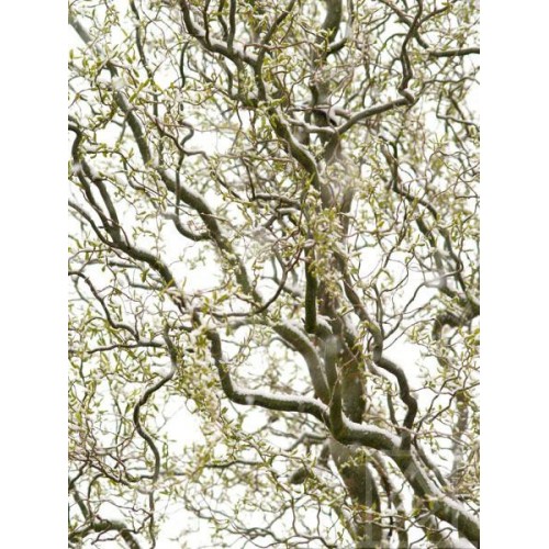 Wierzba mandżurska (Salix matsudana)