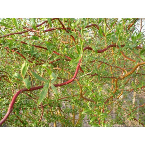 Wierzba mandżurska (Salix matsudana)