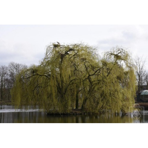 Wierzba biała ‘Tristis’ (Salix alba)