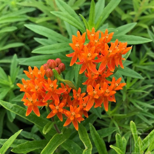 Trojeść bulwiasta (Asclepias tuberosa)