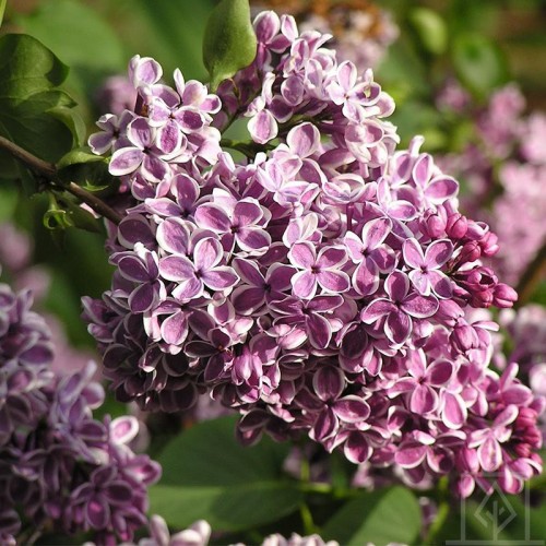 Lilak pospolity ‘Sensation’ (Syringa vulgaris...