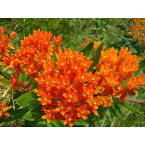 Trojeść bulwiasta (Asclepias tuberosa)