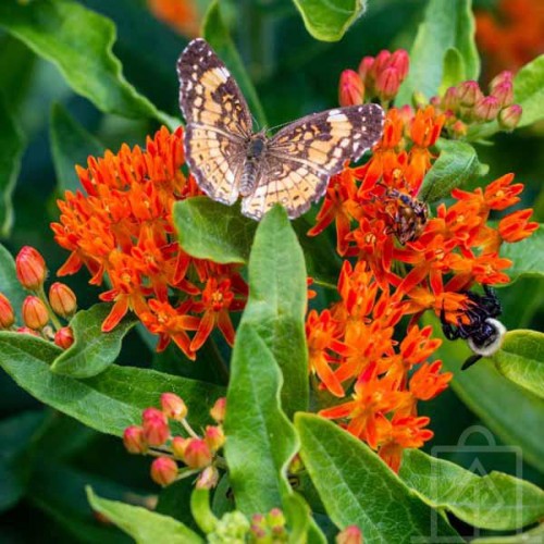 Trojeść bulwiasta (Asclepias tuberosa)