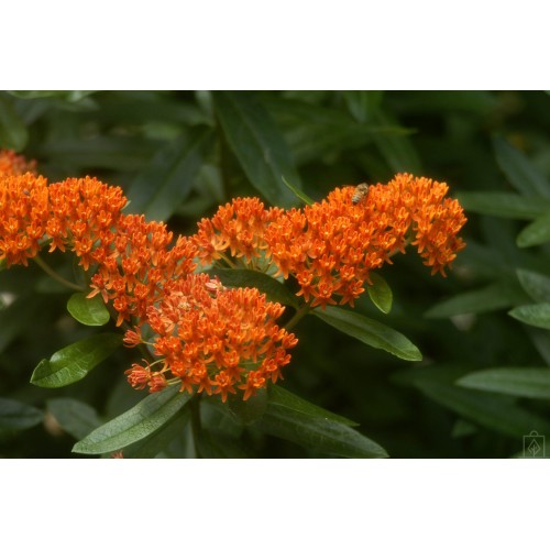 Trojeść bulwiasta (Asclepias tuberosa)