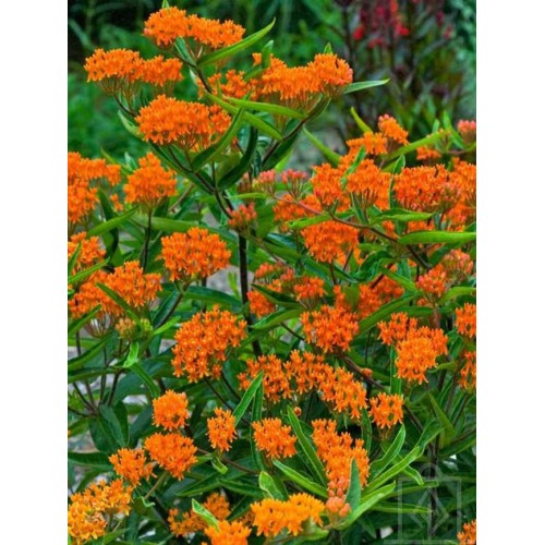 Trojeść bulwiasta (Asclepias tuberosa)