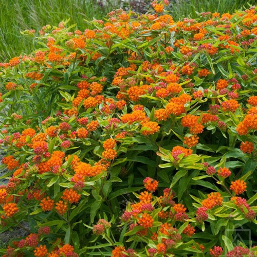 Trojeść bulwiasta (Asclepias tuberosa)