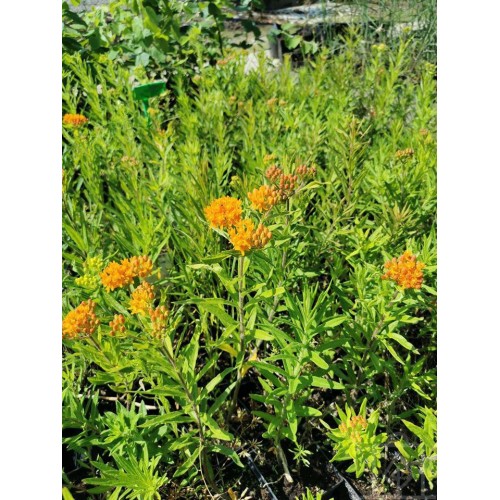 Trojeść bulwiasta (Asclepias tuberosa)