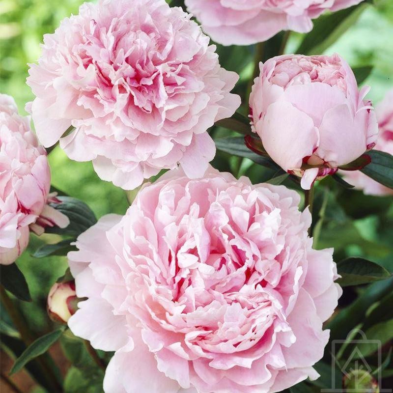 Piwonia chińska ‘Sarah Bernhardt’