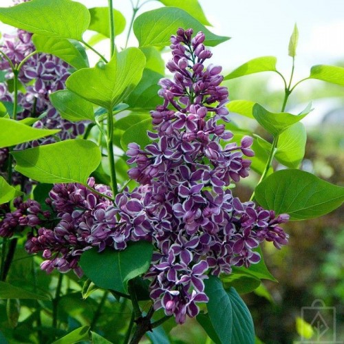 Lilak pospolity ‘Sensation’ (Syringa vulgaris...