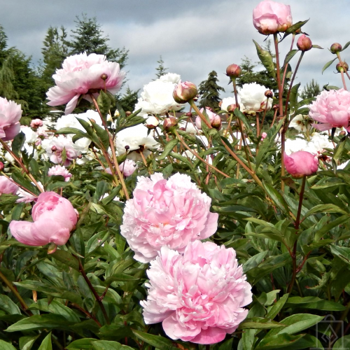 Piwonia chińska ‘Sarah Bernhardt’