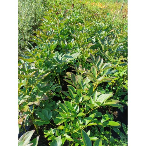 Piwonia chińska ‘Sarah Bernhardt’