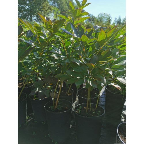 Piwonia chińska ‘Sarah Bernhardt’