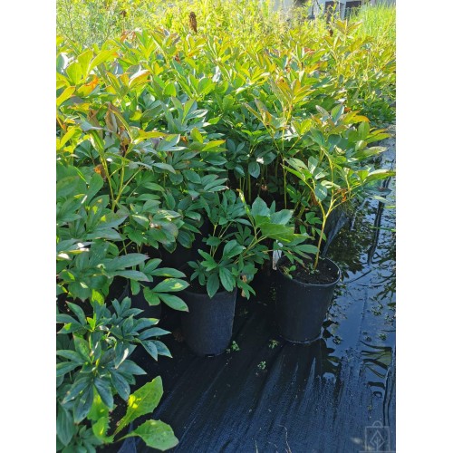 Piwonia chińska ‘Sarah Bernhardt’