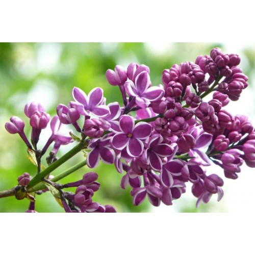 Lilak pospolity ‘Sensation’ (Syringa vulgaris...