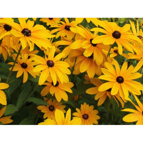 Rudbekia owłosiona (Rudbeckia hirta)