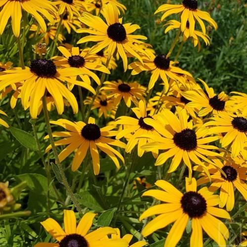 Rudbekia owłosiona (Rudbeckia hirta)