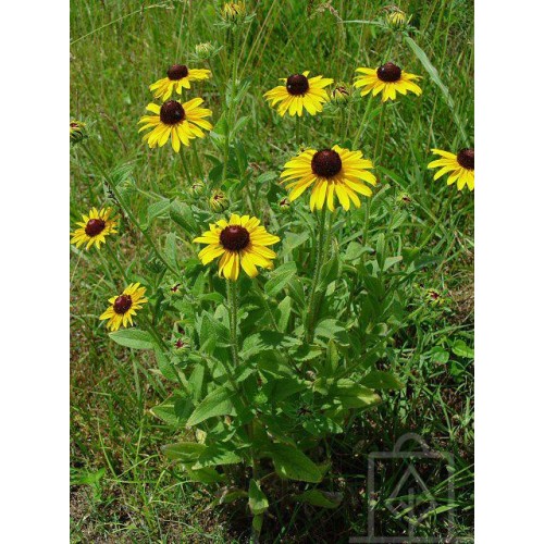 Rudbekia owłosiona (Rudbeckia hirta)