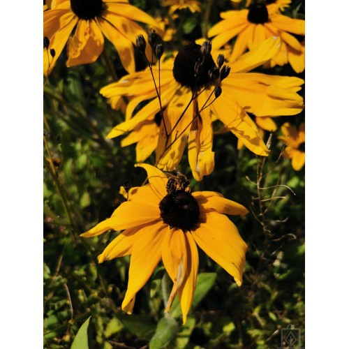 Rudbekia owłosiona (Rudbeckia hirta)