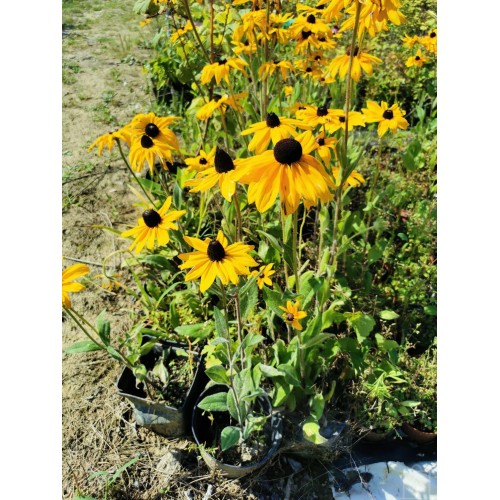 Rudbekia owłosiona (Rudbeckia hirta)