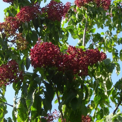 Ewodia Daniella (Tetradium daniellii)