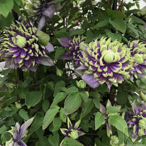 Powojnik ‘Tajga’ (Clematis ‘Tajga’)