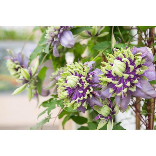 Powojnik ‘Tajga’ (Clematis ‘Tajga’)