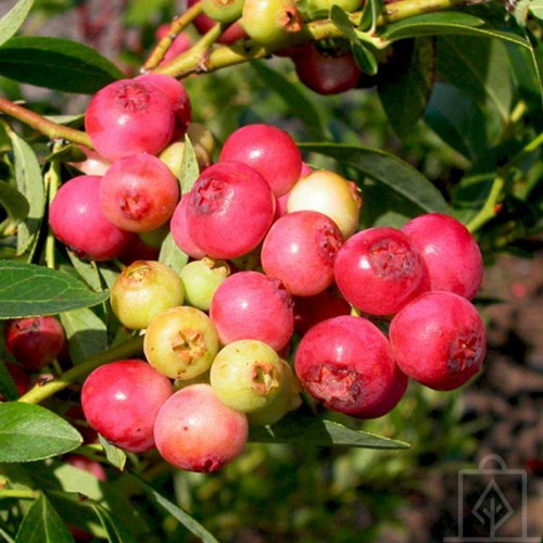 Borówka amerykańska ‘Pink Blueberry’