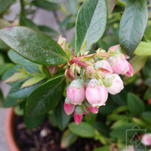 Borówka amerykańska ‘Pink Blueberry’