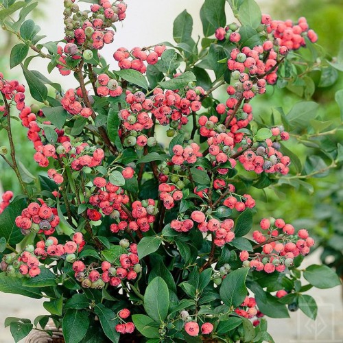 Borówka amerykańska ‘Pink Blueberry’