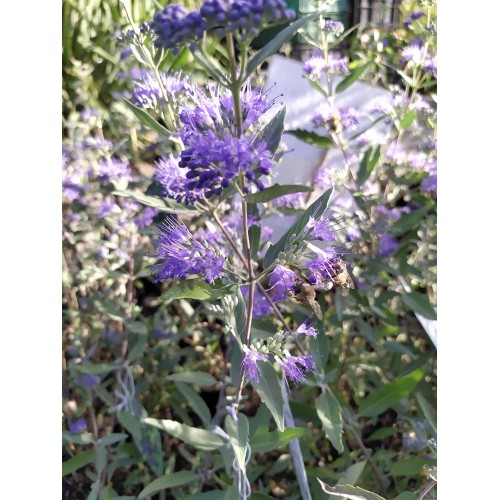 Barbula klandońska ‘Dark Knight’ (Caryopteris...