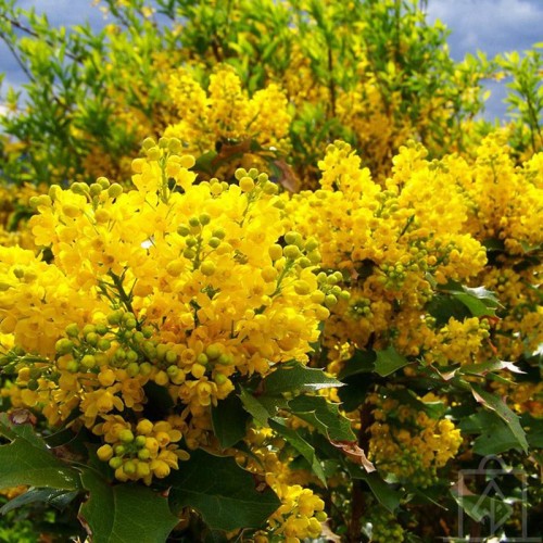 Mahonia pospolita (Mahonia aquifolium)