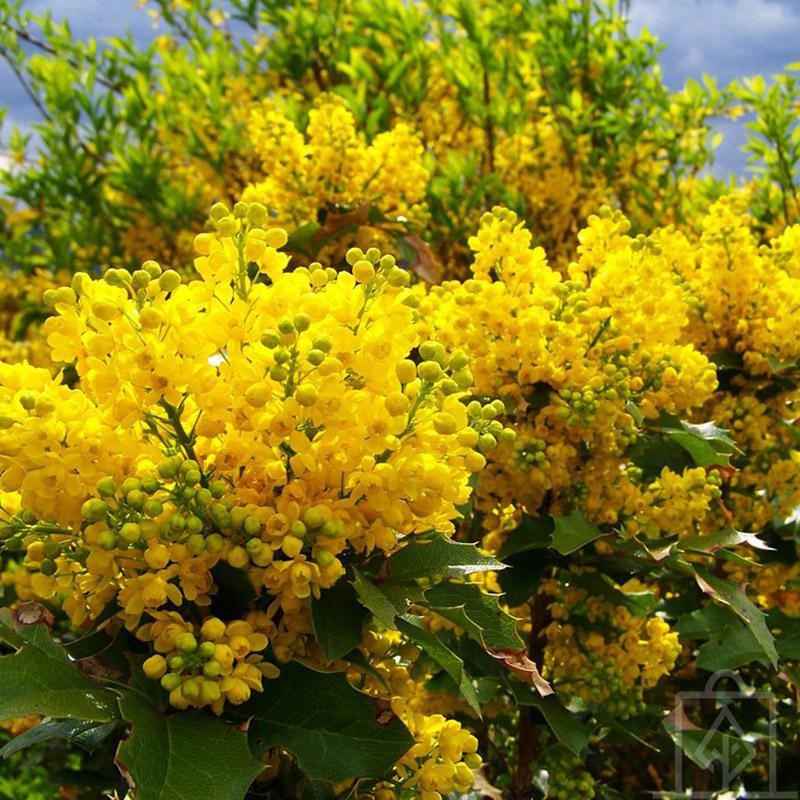 Mahonia pospolita