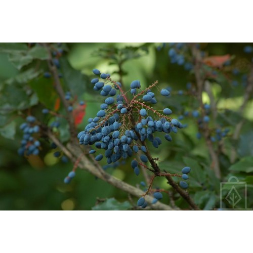 Mahonia pospolita (Mahonia aquifolium)