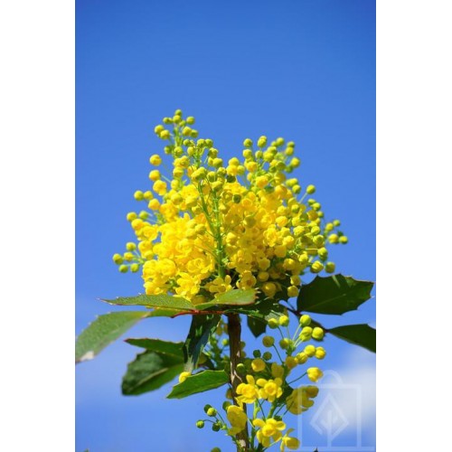 Mahonia pospolita (Mahonia aquifolium)