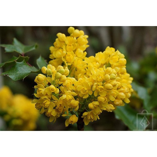 Mahonia pospolita (Mahonia aquifolium)