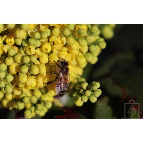 Mahonia pospolita (Mahonia aquifolium)