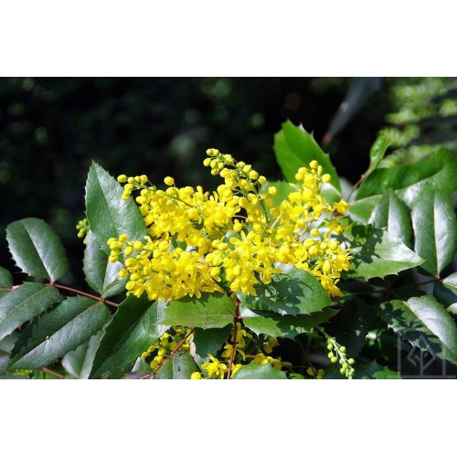 Mahonia pospolita (Mahonia aquifolium)