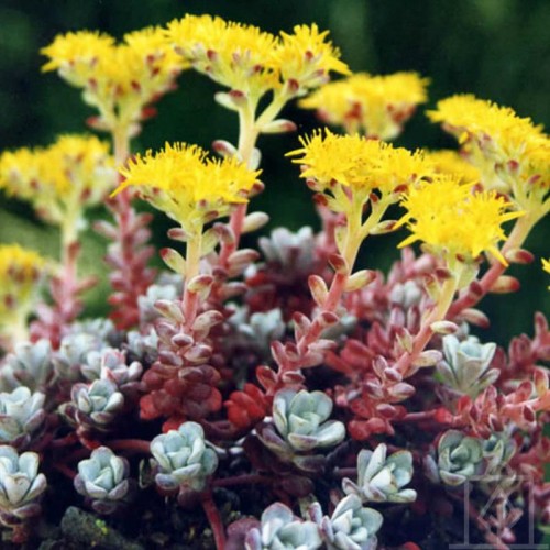 Rozchodnik łopatkowaty ‘Purpureum’ (Sedum spathulifolium)