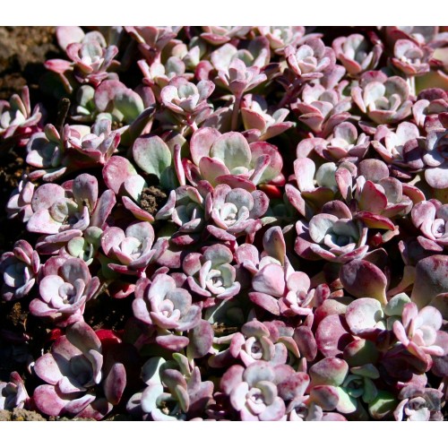 Rozchodnik łopatkowaty ‘Purpureum’ (Sedum spathulifolium)