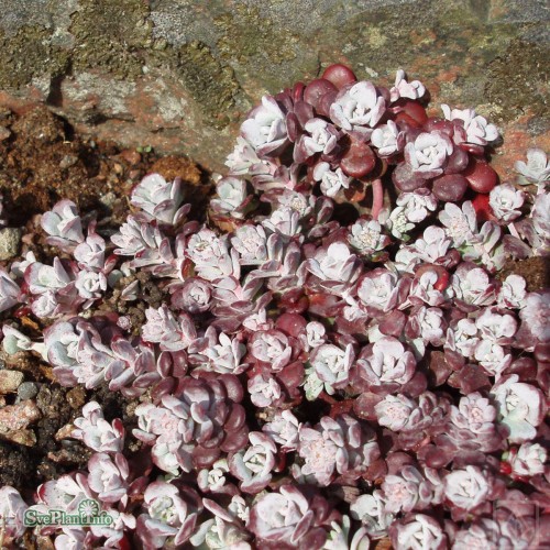 Rozchodnik łopatkowaty ‘Purpureum’ (Sedum spathulifolium)