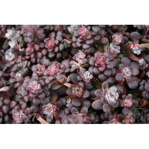 Rozchodnik łopatkowaty ‘Purpureum’ (Sedum spathulifolium)