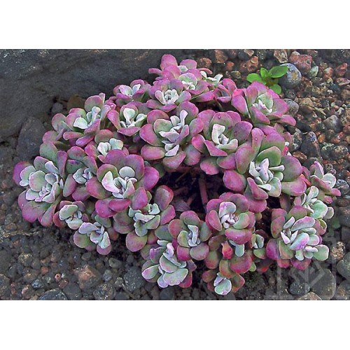 Rozchodnik łopatkowaty ‘Purpureum’ (Sedum spathulifolium)